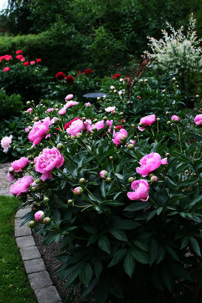 pink flowers are blooming in the garden