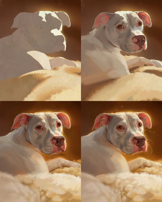 four different pictures of a dog laying down