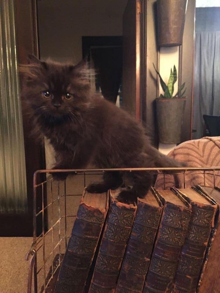 a cat sitting on top of a metal basket filled with books