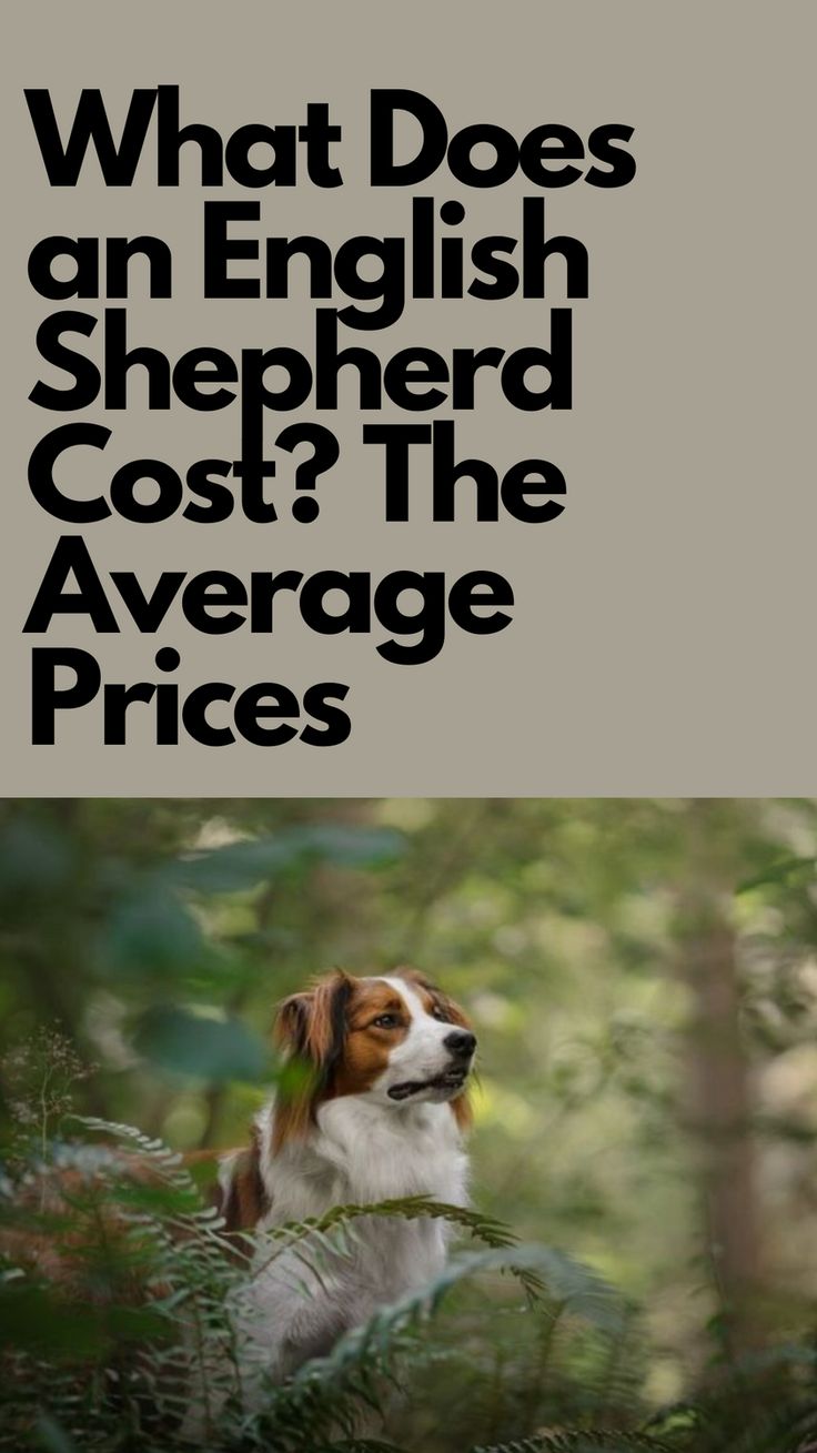 a dog sitting in the woods with text that reads what does an english shepherd cost? the average prices