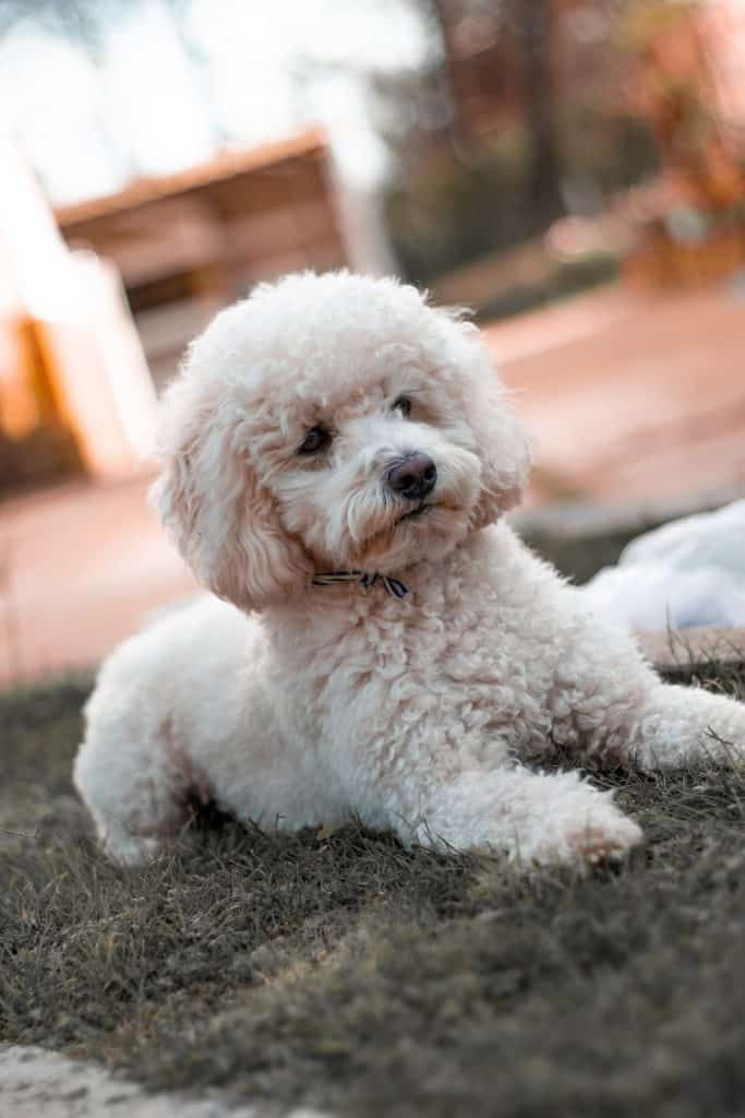 a small white dog laying on the ground