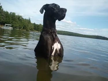 a large black dog sitting in the middle of a body of water with trees in the background