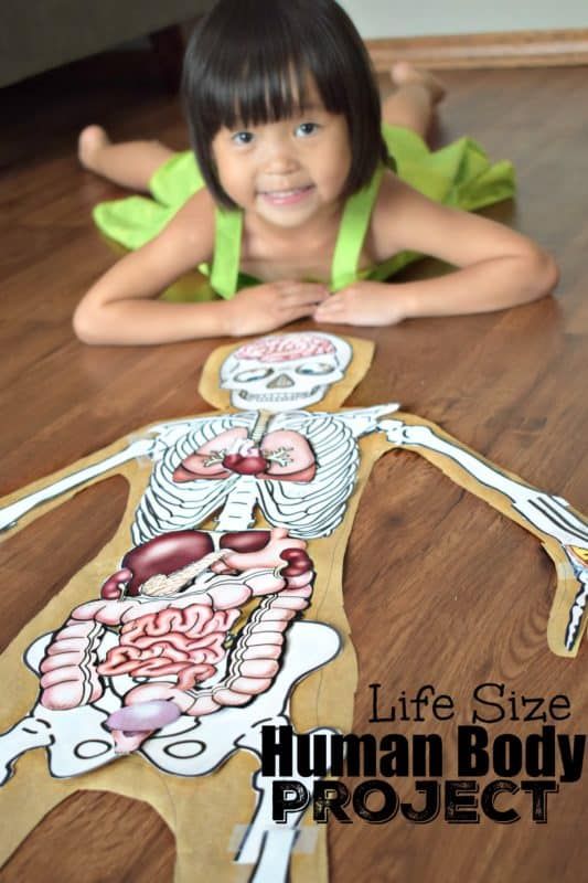 Life Size Human Body Project is such a fun kids activity to learn about the human body for kids Teaching Prek, Human Body Unit Study, Body Parts For Kids, Human Body Worksheets, Human Body Projects, Free Human Body, Human Body Model, Body Preschool, Human Body Science