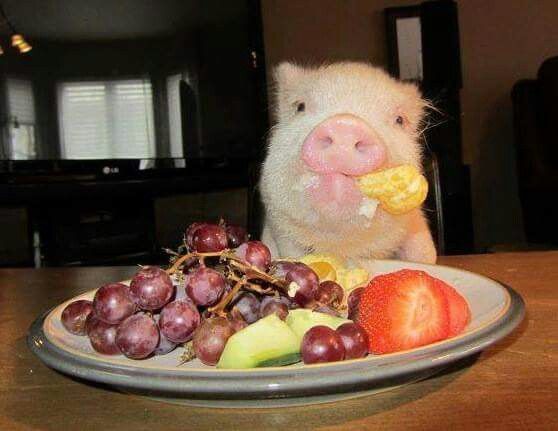 a pig eating fruit on a plate with a tv in the backgroung