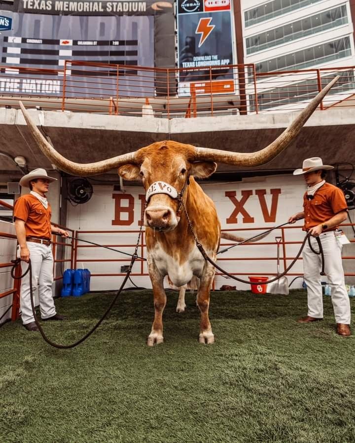 two men in orange shirts and white pants stand next to a bull with large horns