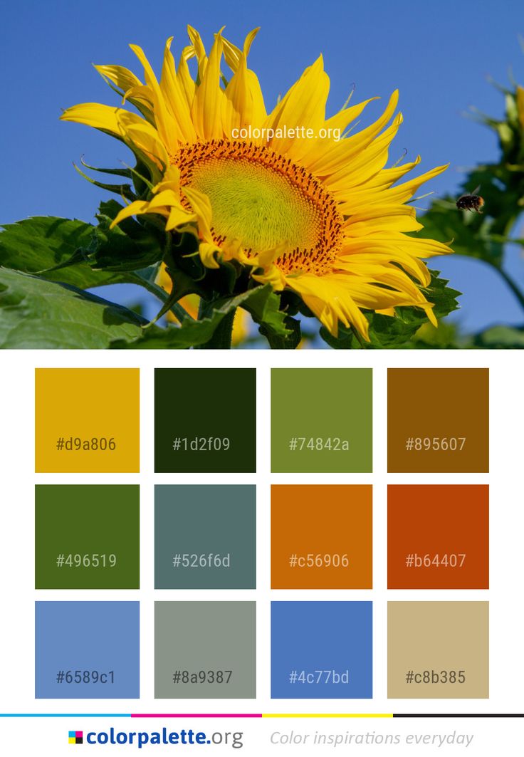 a sunflower is shown in the middle of an image with color swatches on it