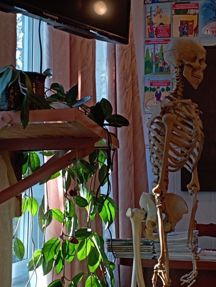 there is a skeleton sitting on the shelf next to a potted plant and television