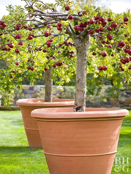 two potted trees with apples growing in them