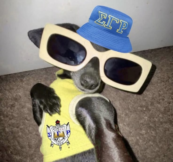 a dog wearing sunglasses and a hat laying on the floor