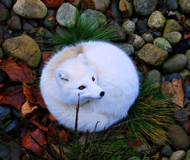 a white polar bear laying on top of some grass and rocks with its eyes closed