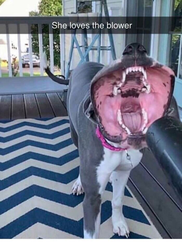 a dog with its mouth open standing on a porch