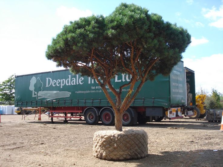 a large semi truck parked next to a tree