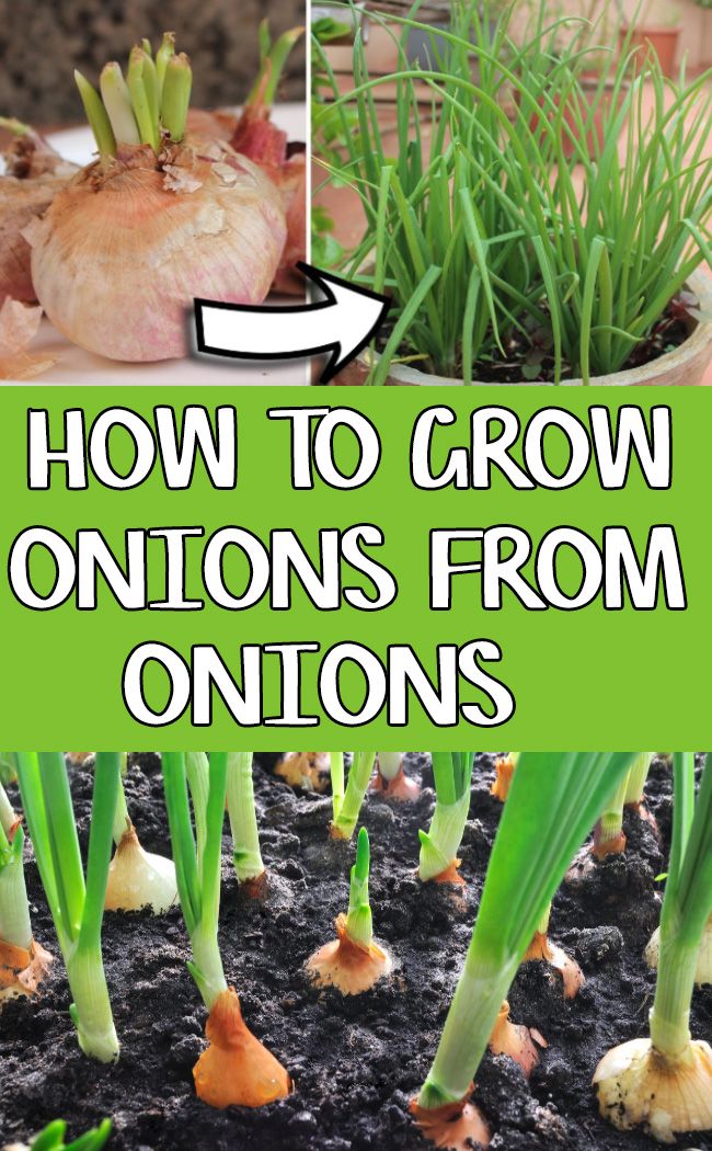 how to grow onions from onions in the ground with text overlay reading how to grow onions from onions