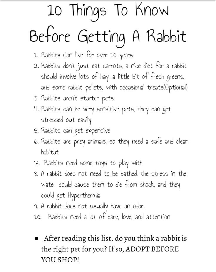 a poster with the words 10 things to know before getting a rabbit