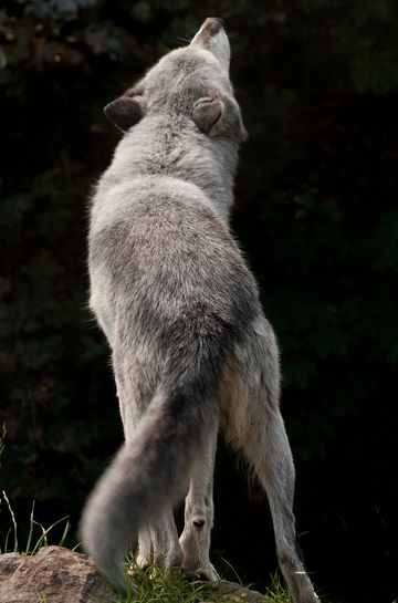 a wolf standing on its hind legs in the grass