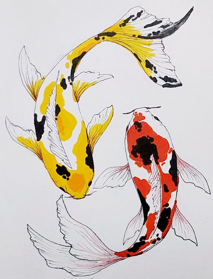 two colorful koi fish swimming side by side on a white background with black and yellow colors