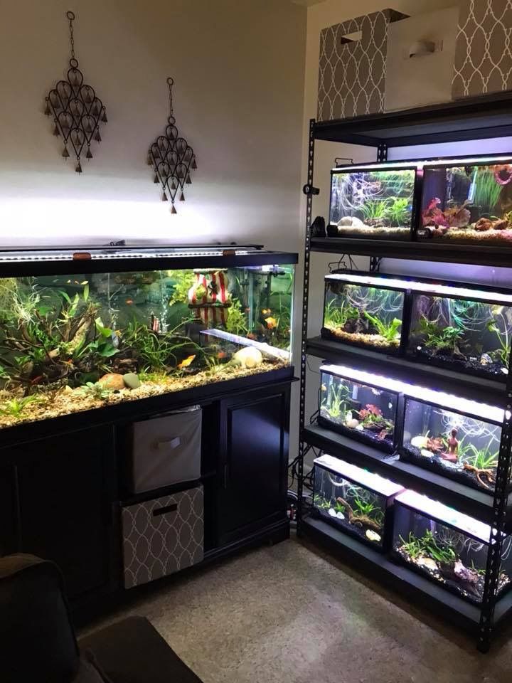 a fish tank filled with lots of different types of plants