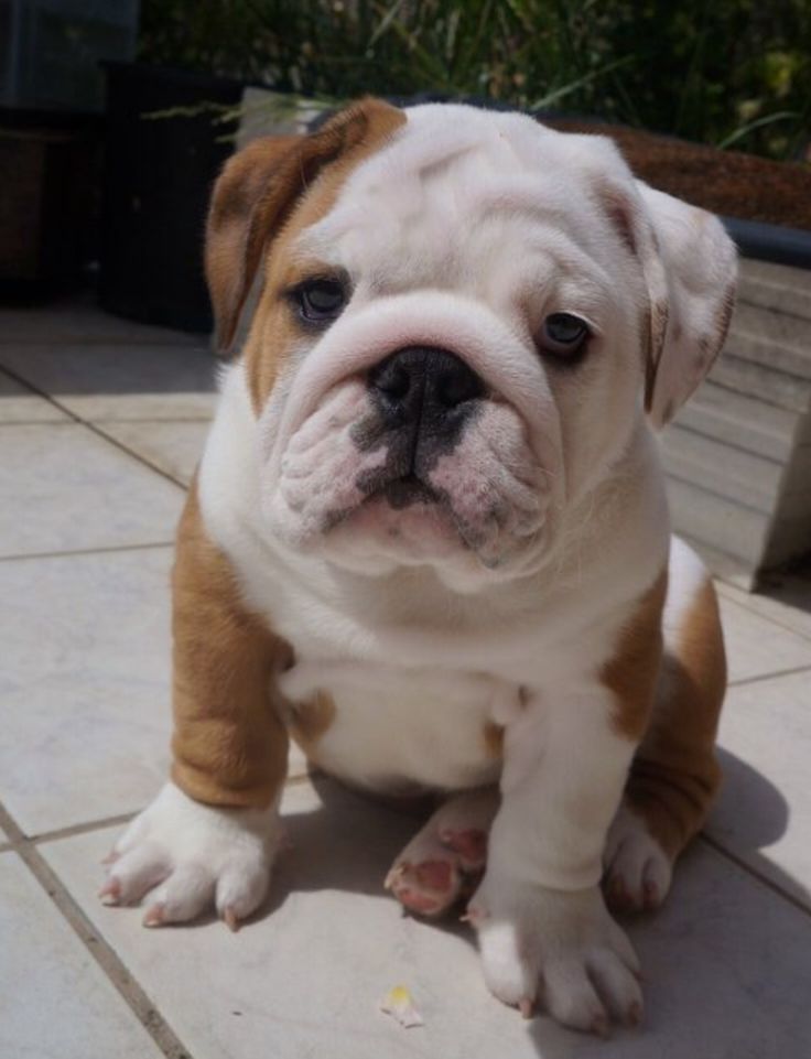 a brown and white dog sitting on top of a tile floor