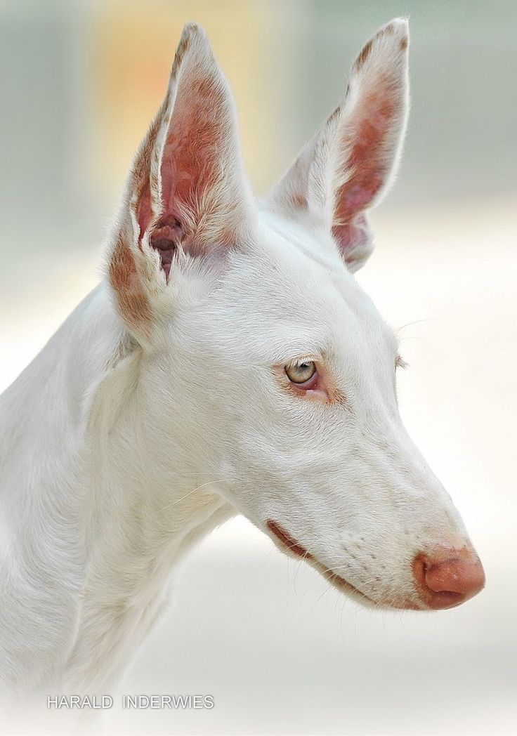 a white dog with brown spots on it's ears