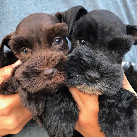 two black and brown puppies being held by someone