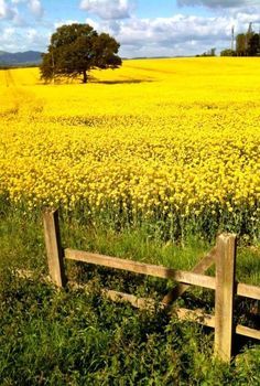 a field full of yellow flowers with a wooden fence in the foreground