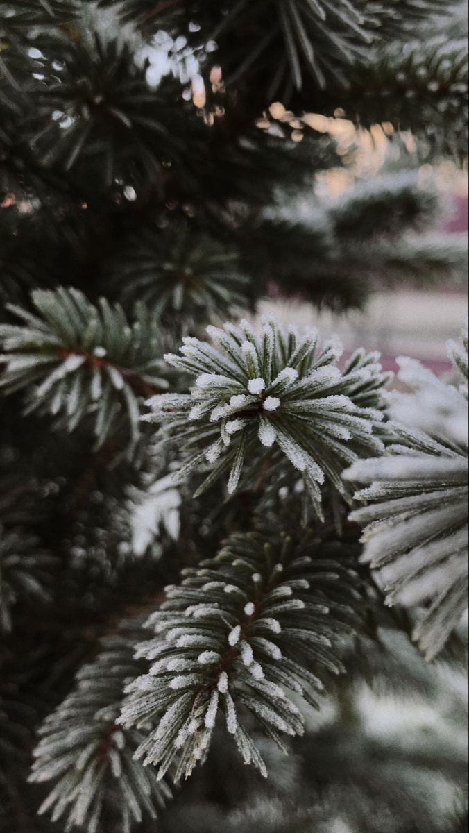 pine needles with snow on them in the wintertime, taken from behind an evergreen tree