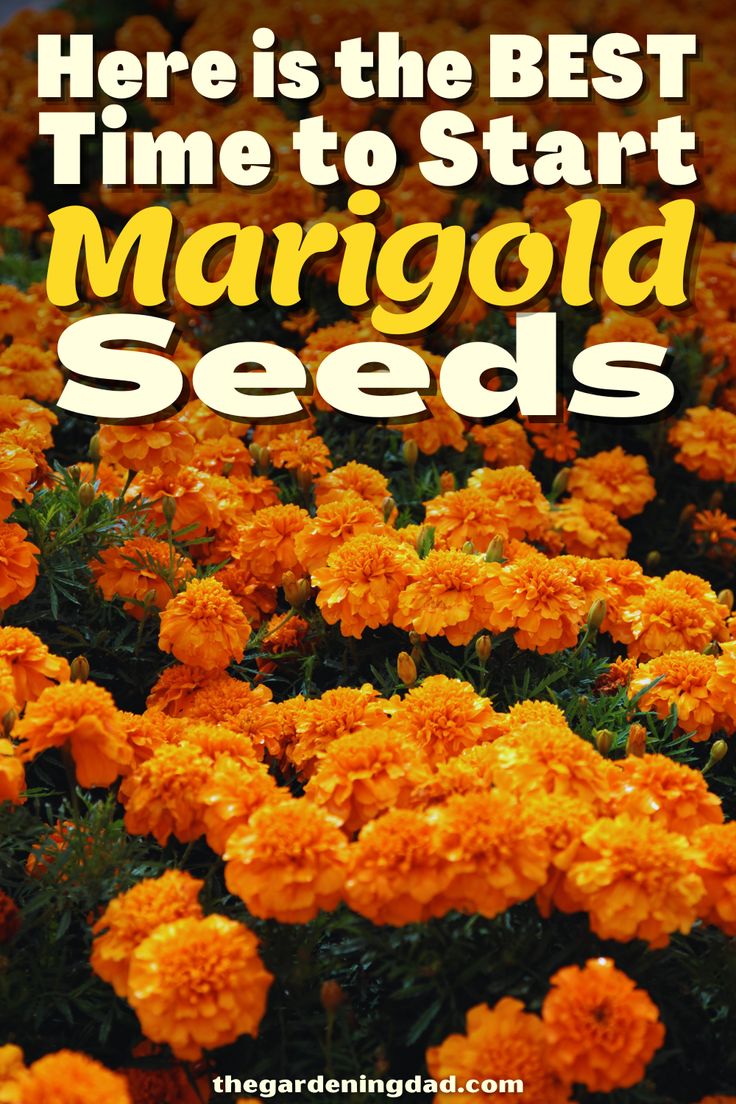 orange flowers with the words here is the best time to start marjold seeds