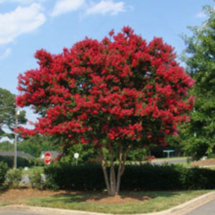 a red flowering tree in the middle of a street