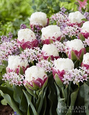 white and pink flowers are in the garden