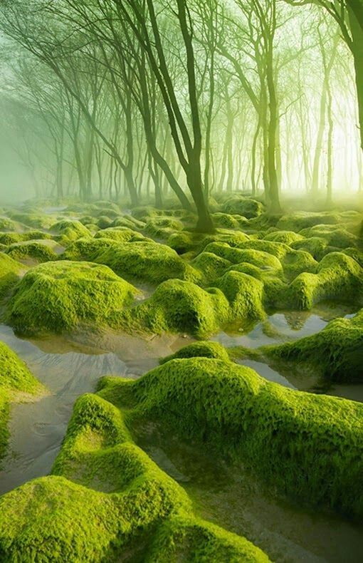 green moss covered rocks in the middle of a forest with sunbeams shining through