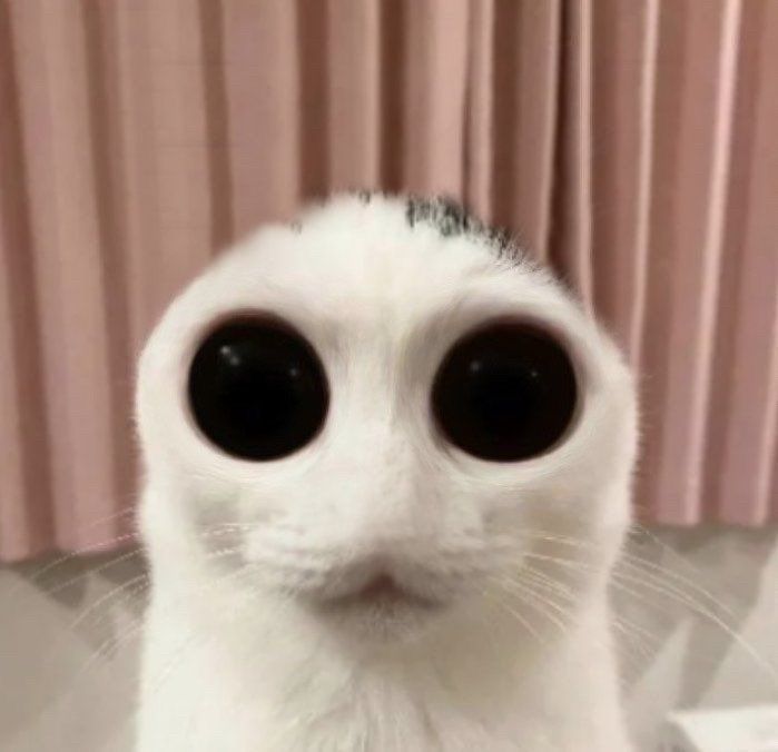 a close up of a cat with black eyes and an odd look on it's face