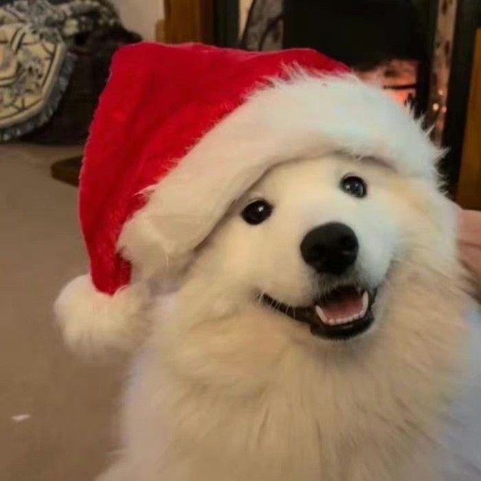 a white dog wearing a santa hat on top of it's head and looking at the camera