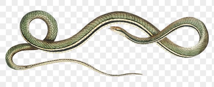 a green snake on a white background, with the tail curled up and it's head