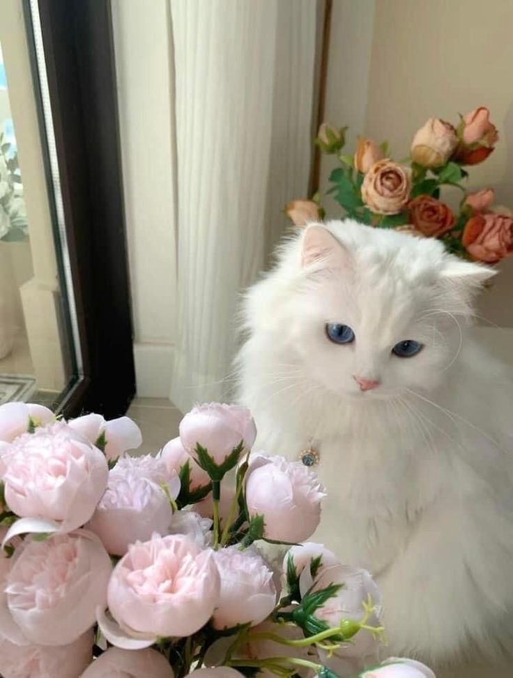 All About Flame Point Ragdoll Cats | Cute Ragdoll Cats Aesthetics Söt Katt, Cat With Blue Eyes, Image Chat, Cute Little Kittens, Cute Cat Wallpaper, Cute Cats Photos, Dessin Adorable, Ragdoll Cat