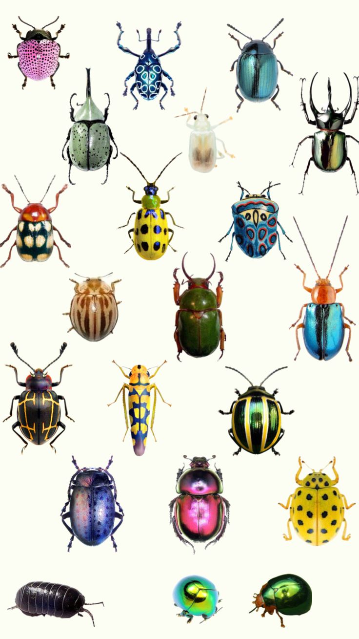 a group of different colored bugs sitting on top of each other