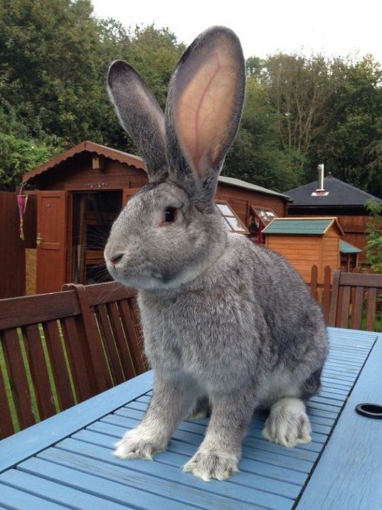 a gray rabbit sitting on top of a blue table