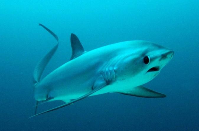 a large white shark swimming in the ocean