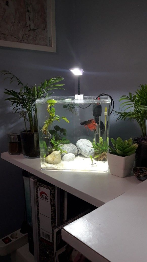 a fish tank with plants and rocks in it on a desk next to a lamp