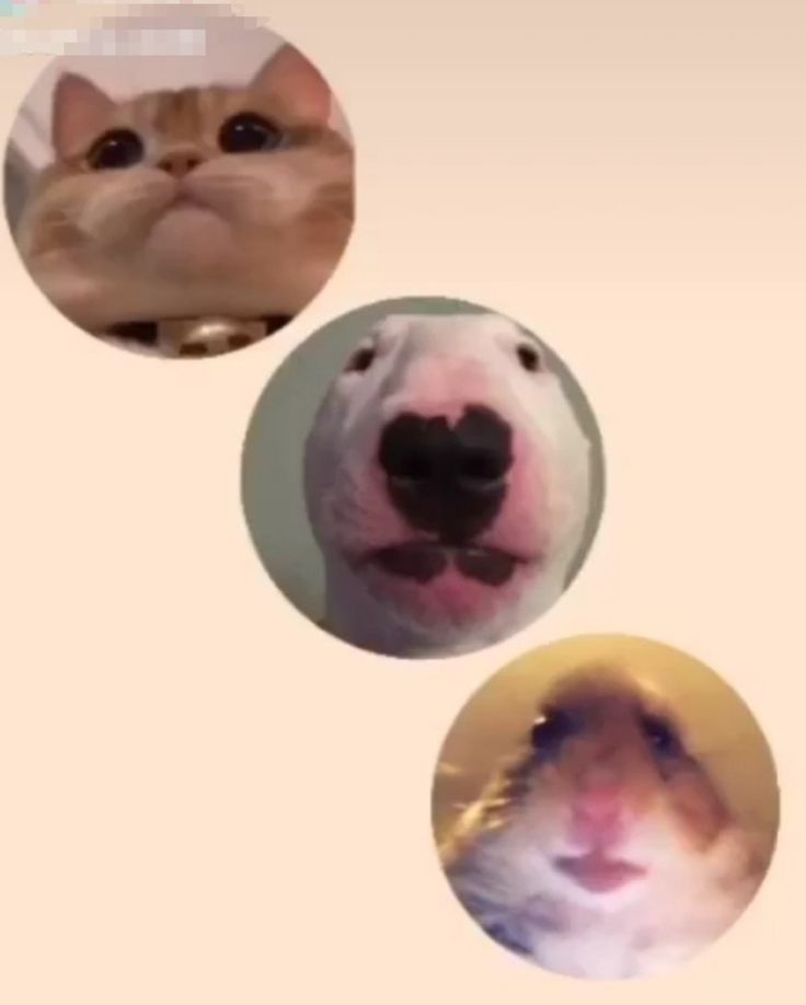 three dogs and a cat are shown in the same circle, with one dog's face looking up at the camera