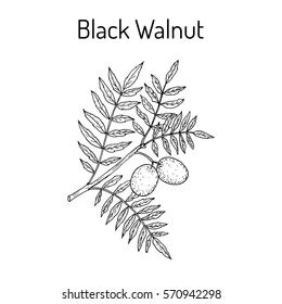 black walnut leaves and fruit on a branch with the words,'black walnut '