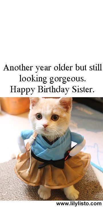 a cat wearing a dress and saying another year older but still looking gorgeous happy birthday sister