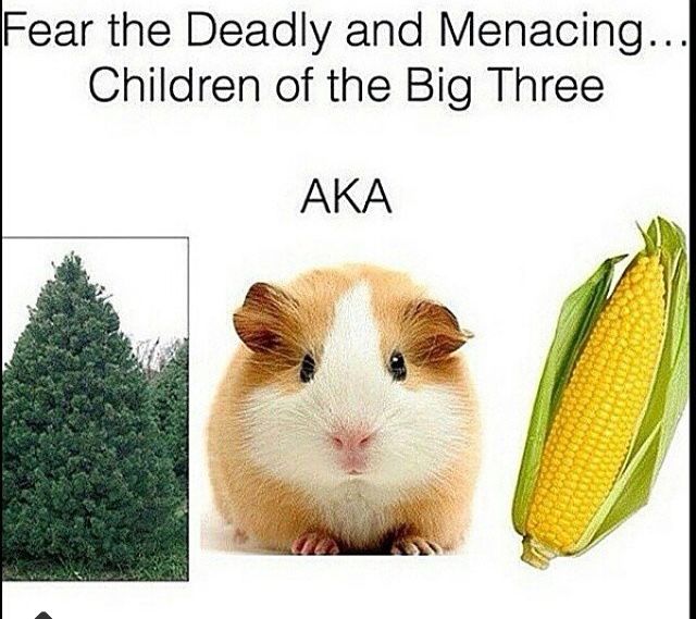 a hamster and corn on the cob with caption that reads, fear the deadly and menang children of the big three aka