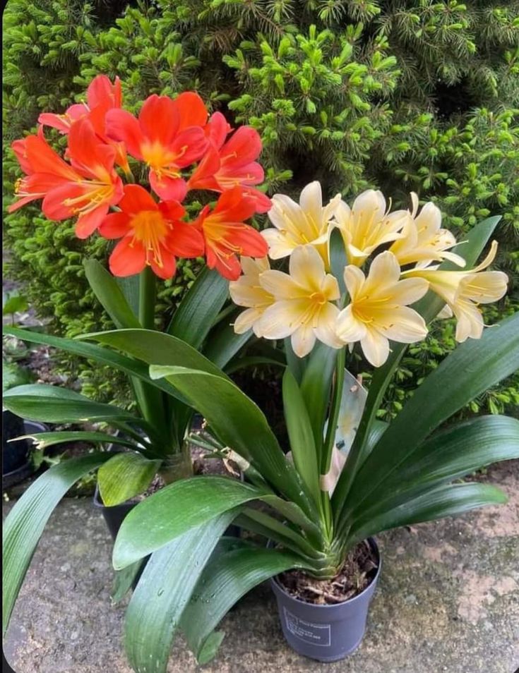 some red and yellow flowers are sitting in a pot on the ground next to green plants