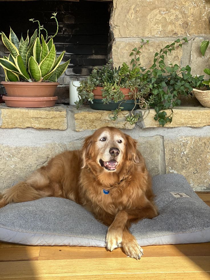 a large brown dog laying on top of a gray pillow next to potted plants