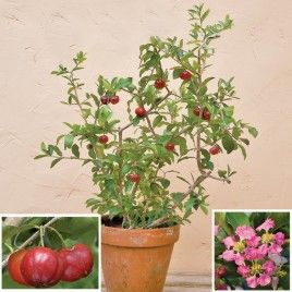 four different types of flowers and plants in pots