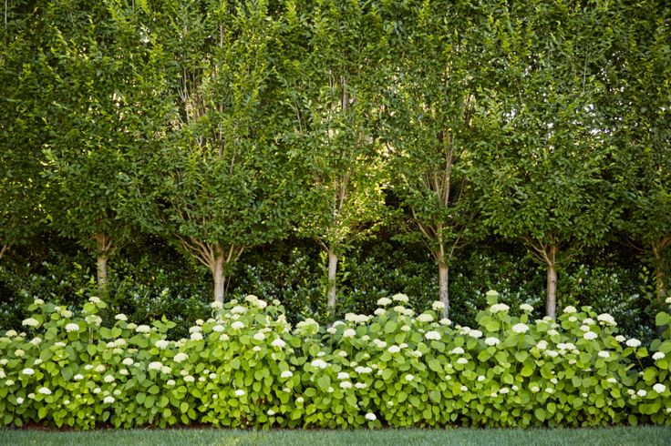 a row of trees with white flowers in front of them