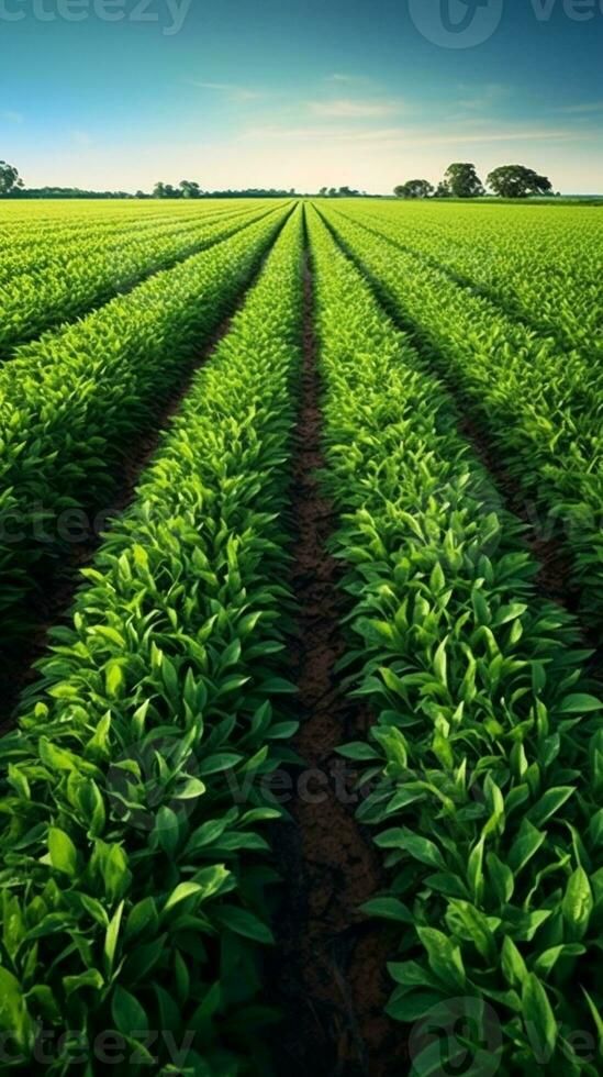 AI Generative greeen field with crops Crop Field, Vector Character Design, Crop Image, Art Contest, Vector Character, Vector Free, Character Design, Photo And Video, Collage