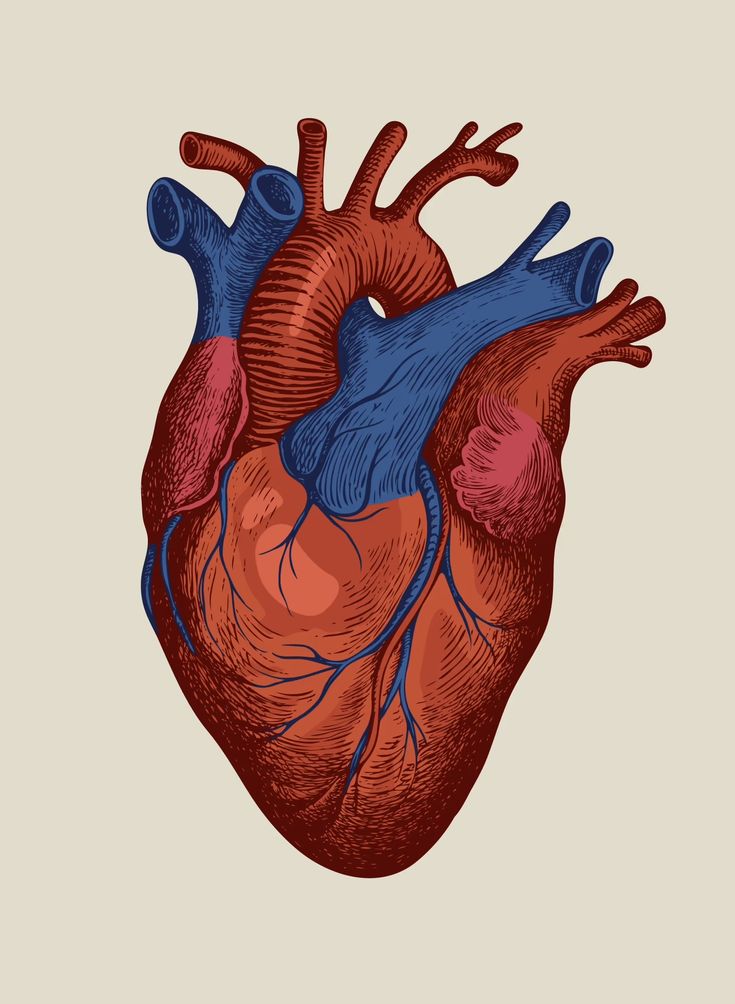 an illustration of the human heart