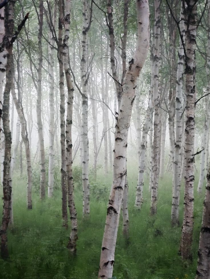 a forest filled with lots of tall trees covered in green grass and white birch trees