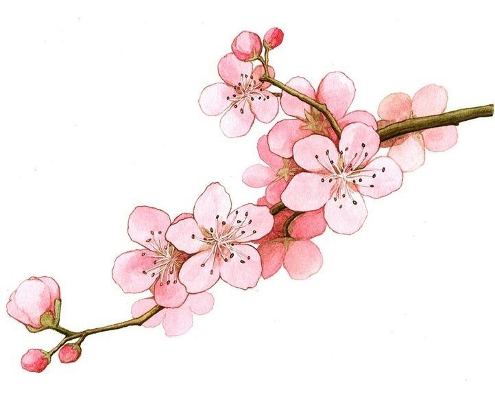 a branch with pink flowers on it is shown in this watercolor and ink drawing